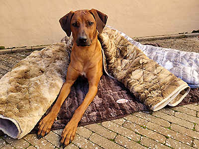 Original  Ridgi Pad Haustierbedarf Hunde Betten & Decken Betten Ridgi Betten 